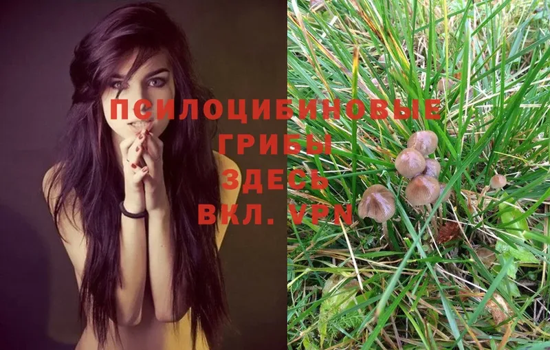 как найти закладки  блэк спрут ссылка  Галлюциногенные грибы MAGIC MUSHROOMS  Приволжск 